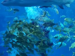 -太平洋海底世界