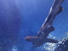 -暹罗海洋世界