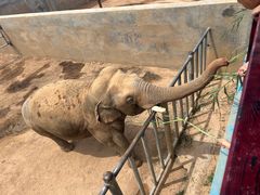 -西霞口神雕山野生动物世界