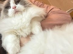 -MOCHA明星猫咖(田子坊店)
