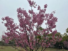 -顾村公园