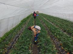 -小鱼草莓采摘园农家乐·小鱼餐厅