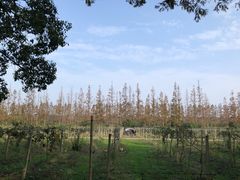 -上海长兴岛郊野公园
