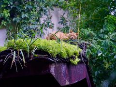 -Metal hands·铁手咖啡