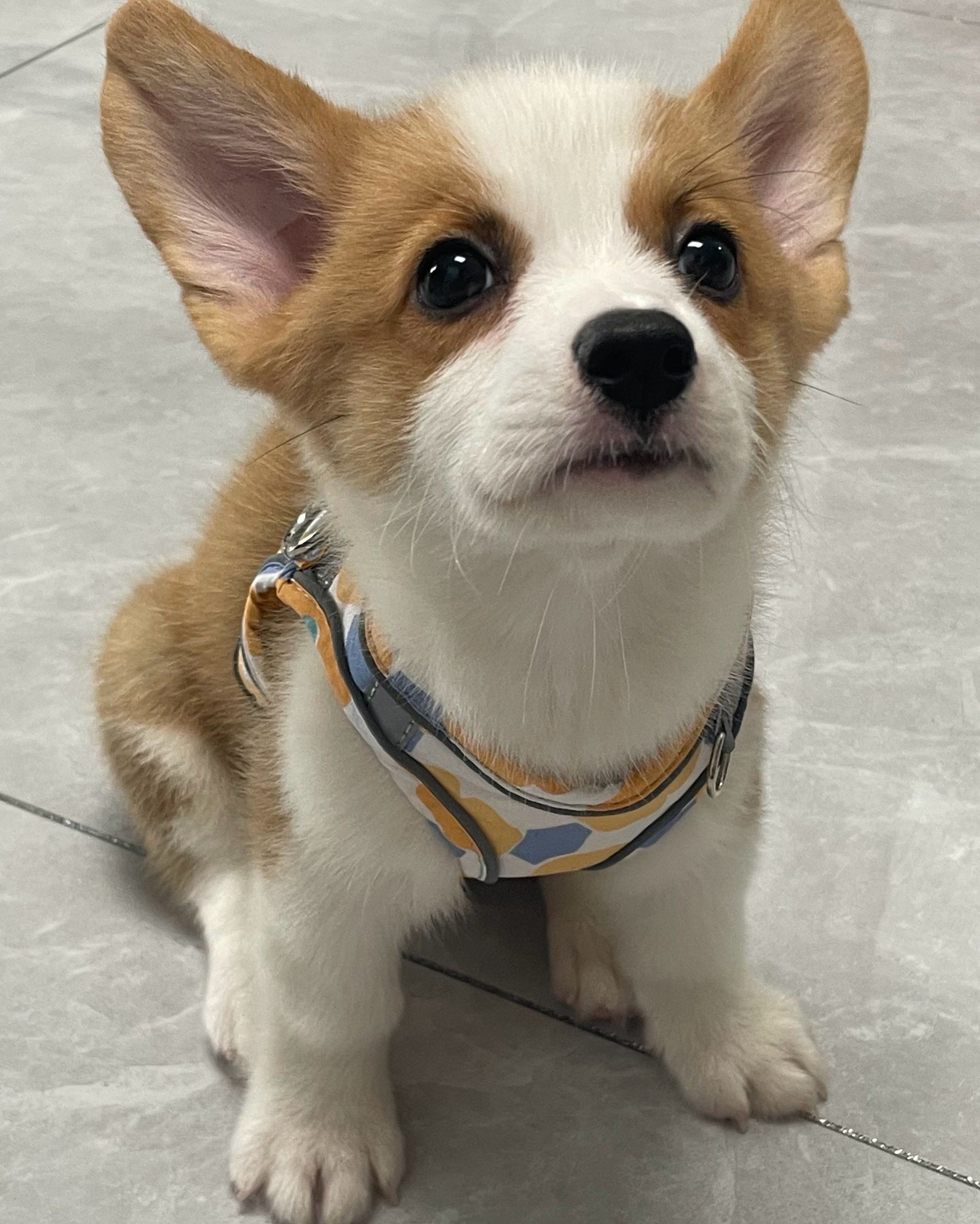 浪漫生活记录者 #焦点作者成长计划#小猫小狗勇攀高峰 #柯基