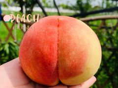 -南汇水蜜桃采摘(大团店)