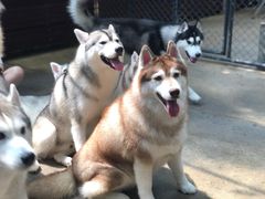 -TrueLove @ Neverland (Husky Cafe)