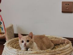 -团子家猫咪猫咖馆·柯基·柯尔鸭