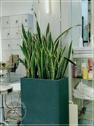 -FUTURE HN男士发型风格设计