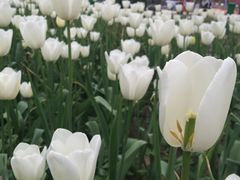 -洛阳郁金香牡丹园