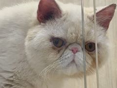 -囡的喵喵酱·萌宠生活馆·宠物洗护美容(胶州路店)