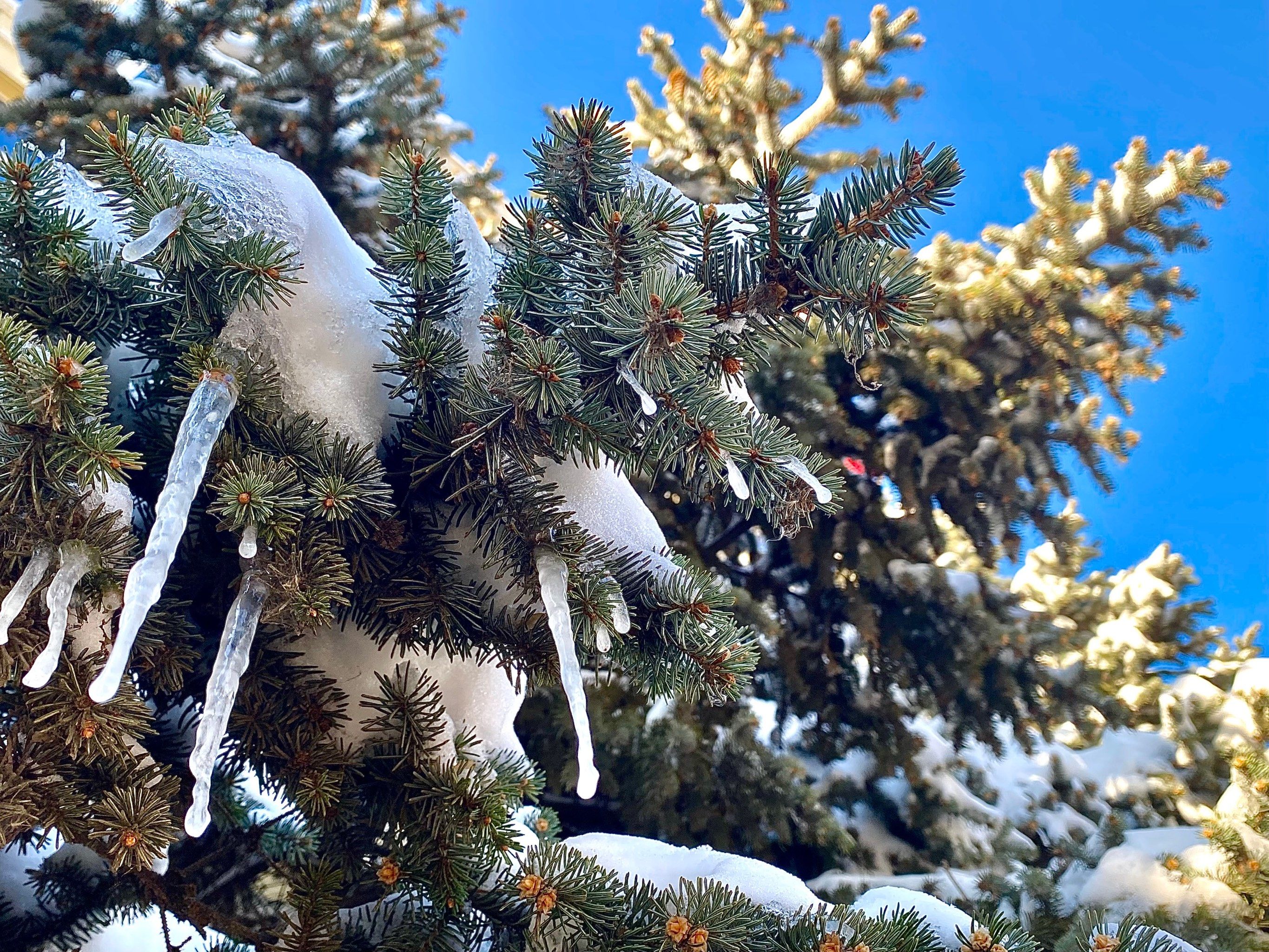 白雪 松树 蓝天