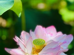-陈家山荷花公园
