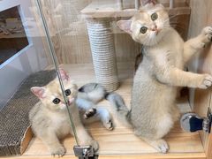 -山宅一喵德文卷毛猫舍