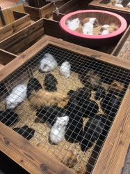 -酷嗒动物文化乐园(cutezoo西溪乐天城店)