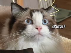 -半岛宠物医院24小时(科华中路店)
