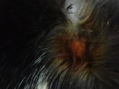 -1013 PET SHOP 宠物商店(近铁城市广场店)