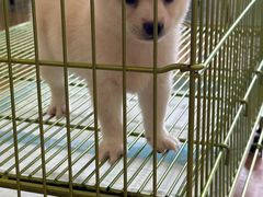 -Let's go狗咖·猫咖·奶狗·桌游(春熙路IFS店)