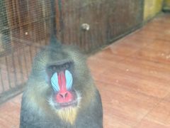 -荆州中山公园动物园