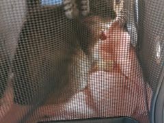 -美联众合动物医院·24h京西诊疗中心