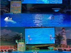 -海合安武汉极地海洋公园