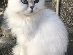 -喵屿·大理花园猫咖