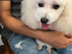 -多卡布奇宠物生活馆(上林世家店)