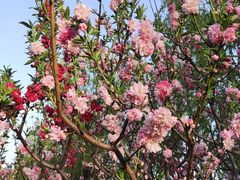 -莲花池公园