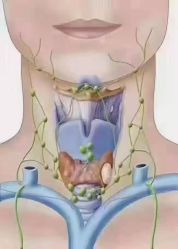 点击看大图 -薇薇安花系SPA