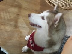 -Husky Go! 哈士奇体验馆·宠物咖啡厅狗咖
