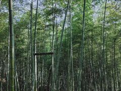 -宁波浙东大竹海景区