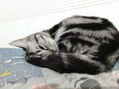 -瑞派长江宠物医院·猫科·外科·24小时夜护(谊城公寓分院)