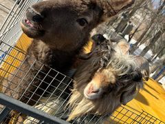 -新疆天山野生动物园