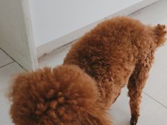 -全心全意连锁动物医院·微创中心·内科急重症·心脏专科(丰管路店)