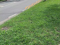 -东北烧烤(bukit batok)