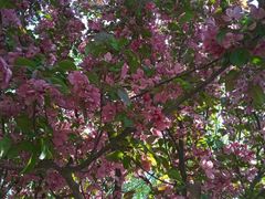 -长白岛森林公园