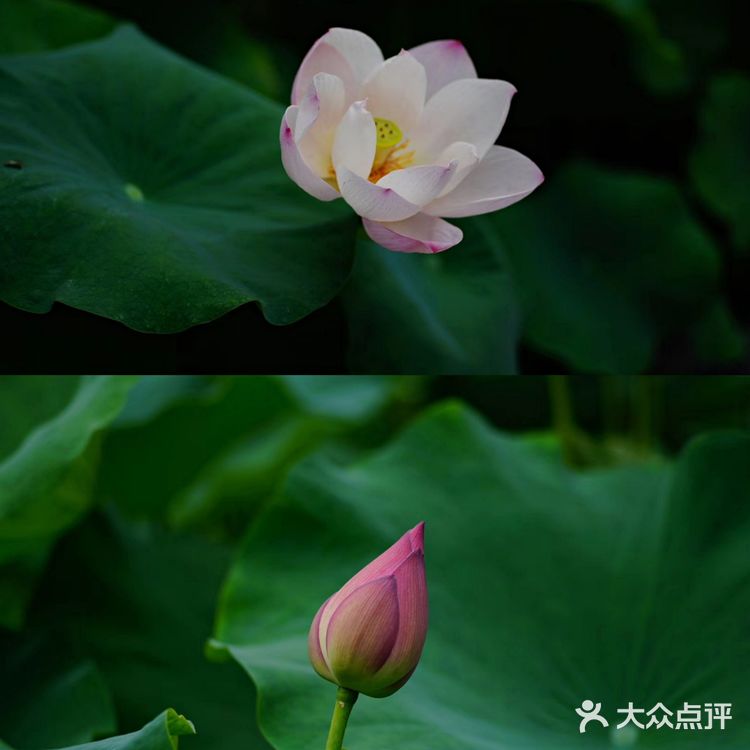 华岩寺的荷花开了