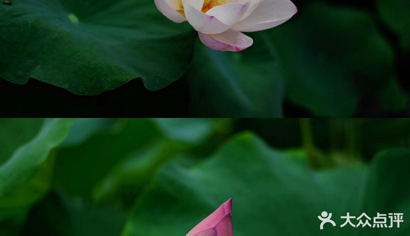 华岩寺的荷花开了