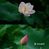 华岩寺的荷花开了