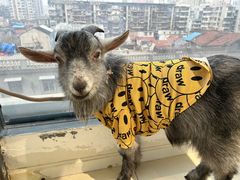 -怪兽屋·羊驼·猫咖·狗咖(俊华广场店)