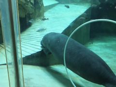 -烟台海昌鲸鲨海洋公园