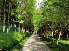 -重庆彩云湖湿地公园