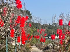 -广西壮族自治区药用植物园