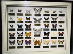 -上海昆虫博物馆