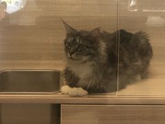 -飞行喵MR PILOT|猫舍·猫咖(静安大融城店)