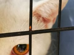 -乐琪宠物医院·犬猫专科·骨外科·急重症