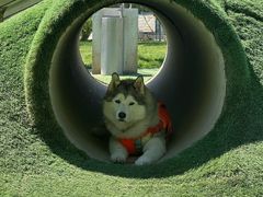 -爪吧宠物乐园 (温榆河示范区店)