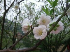 android_upload_pic-南国桃园旅游度假区