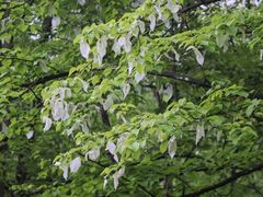 -报恩寺(平武县)