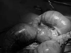 -佳雯宠物医院·皮肤科·内外科(春晓路分院)